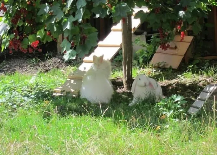 Refugium überm Schwansee Pensión